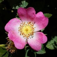 Wild Rose Flower